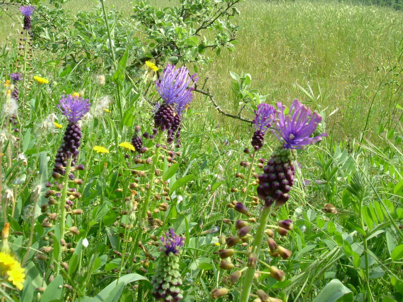 Muscari comosum / Giacinto dal pennacchio